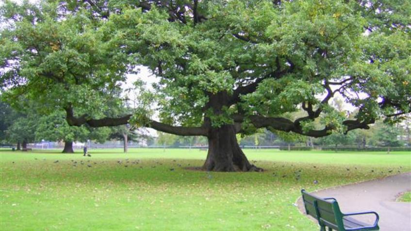 Oak tree in Park.JPG